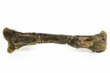 Fossil Ornithopod Dinosaur (Dryosaurus) Tibia - Wyoming #367594-1